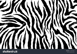 Black And White Background Stripes Zebra Skin Stripes Pattern Animal Print Black And White Background Vector Texture Pattern Animal S Black And White Background Stripes Pattern Animal Print