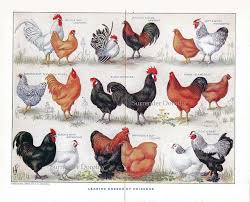 1912 Know Your Chicken Varieties Identification Chart Color