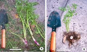 Image result for Oenanthe mildbraedii