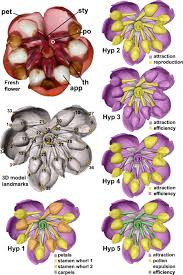 For more information, you can also watch the below video. Modularity Increases Rate Of Floral Evolution And Adaptive Success For Functionally Specialized Pollination Systems Communications Biology