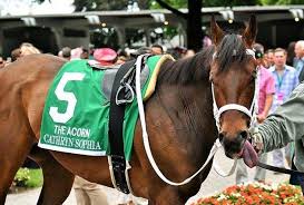 Pin On My Favorite Racehorses