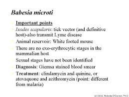 Babesia Microti Important Points Lyme Disease Lyme Disease