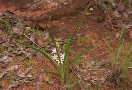 Image result for Chlorophytum affine