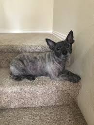 Maybe you would like to learn more about one of these? Neighborhood Pet Health Center 8301 Davis Blvd North Richland Hills Tx Veterinarians Mapquest
