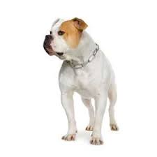 Bulldog club of indiana rescue. American Bulldog Puppies For Sale Pets4you Com
