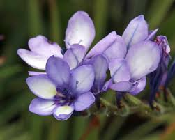 Image result for Babiana