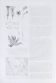 Image result for Philyrophyllum schinzii