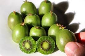 Rich's dwarf quince is prized for the amazingly large fruit and also for their beautiful ornamental value. Kiwi Berries Are Going To Be Your New Fruit Obsession
