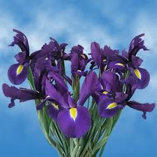 Flowers for everyone offer a complete range of online gift hampers from gourmet baskets ideal for corporate gifts to newborn baby hampers delivered to hospital or home. Blue Iris Flowers For Sale Online Blue Iris Flowers Flowers For Sale Iris Flowers