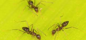 They can also remember how to get home using a memory of their route based on visible landmarks that they store in their tiny brains. Brain Power In Numbers Ants Use Collective Cognition To Navigate Obstacles Upi Com