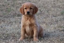 Older Golden Retriever Puppies For Sale Off 57 Www Usushimd Com