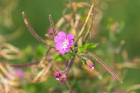 Image result for Epilobium hirsutum