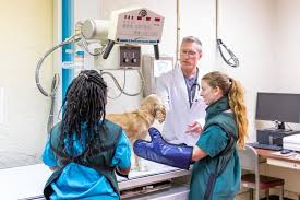 Symptoms of canine spleen cancer dogs with hemangiosarcoma in the spleen may not show any symptoms at the early stage. When Should I Call The Vet For My Vomiting Dog Paoli Vetcare