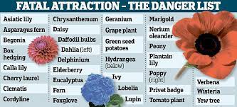 Poisoning common plants that grow around north america that have poisonous flowers to dogs include azaleas and rhododendrons, daffodils, oleander, tulip, day. Charlie Dimmock Issues Warning Over Flowers Shrubs And Trees That Harm Your Pet Daily Mail Online