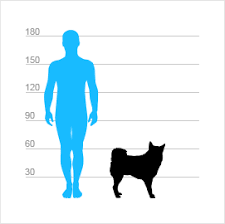 Image result for západosibiřská lajka