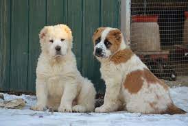 pin by sebastian martinez on sredneaziatskaya ovcharka central asian shepherd dog alabai dog dog lovers guard dogs