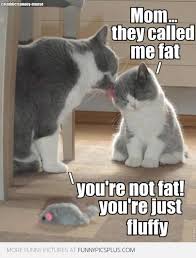 Funny fat cat memes clean. Funny Cat Kitten Memes Novocom Top