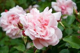 Regalare rose di colore rosa, fiori profumatissimi, rappresenta grande eleganza e raffinatezza; Nomi Di Rose Rose Conoscere Il Nome Delle Rose