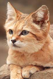 Cute Cats Videos Sand Kittens In The Wild I Like Cats Very Much Cute Cat Gif Cats Sand Cat