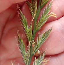 Image result for Lolium multiflorum