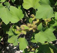 Image result for Xanthium strumarium