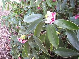 Rap music videos just wouldn't be the same without voluptuous women strutting their stuff in front of the camera, and entire magazines, including straight stuntin and smooth, are essentially devoted to profiling the beauty of these ladies. Daphne Odora Aureo Marginata Architectural Plants
