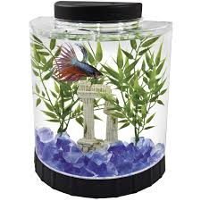Dead Fish Betta Fish Tank Betta Aquarium Betta Fish Bowl