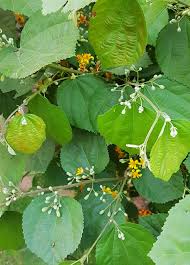 Image result for Grewia herbacea