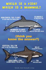 Are Sharks Mammals Or Fish And Other Shark Facts Shark Facts Mammals Dolphin Facts