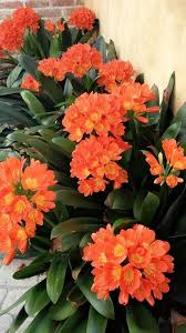 These chrysanthemums are not as flat as the button type but rather have more elevated petals. All Orange Flowers And Yellow Flowers Are Beautiful And With Meanings Of Their Own So Which Do You Prefer B Flower Pots Planting Flowers Shade Garden Plants