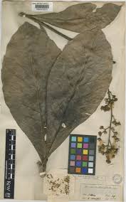 Image result for Monosis