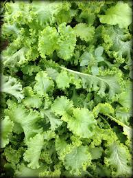 Quick guide to growing turnip greens. Greens Collards Mustard Turnip Snake Creek Farms