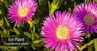 See full list on thespruce.com Ice Plant Care How To Grow Ice Plant Succulents Ice Plant Plants Plant Care