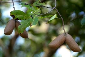 Image result for Diplorhynchus