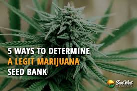 Maybe you would like to learn more about one of these? 5 Ways To Determine A Legit Marijuana Seed Bank Sunwest Genetics