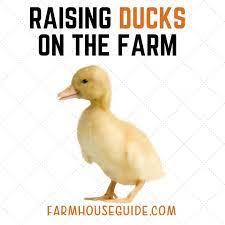 Raising Ducks On The Farm Raising Ducks Duck And Ducklings Baby Ducks