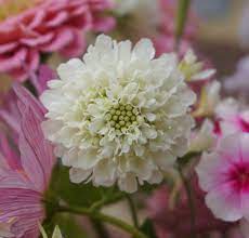 Singapore's finest and carefully selected florists arrange beautiful bouquets, stands and flower boxes for your special occasion. Pin On Wedding Flowers