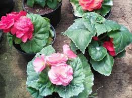 Lihat ide lainnya tentang tanaman, bunga, tanaman berdaun lebar. Halaman Download Bunga Begonia Merah
