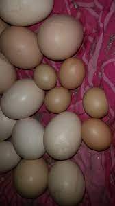 2 butir telur ayam rebus. Warisan Petani Telur Ayam Jantan