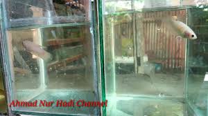 Ikan cupang halfmoon adalah jenis ikan cupang yang memiliki sirip lebar berbentuk bulan sabit. Ikan Cupang Cello Vs Cello Cellophane Betta Anakanya Kayak Apa Minta Dukungan Youtube