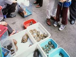 Trade your exotic mammal to anything you want such as pets, electronic items etc. Chinese Smuggling Endangers Rare Philippine Turtles