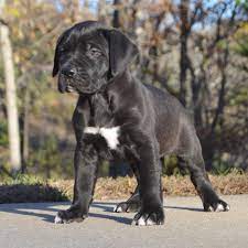 Maybe you would like to learn more about one of these? Sanders Kennels On Instagram 5 Week Old Male Black Presa Canario Puppies Available Now Presacanarios Dogo Presacanario Presacanario Vision Board Visionen