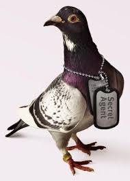 Postduif Boekje Pienter Nl Jpg 328 456 Dove Pigeon Pigeon Forest Light