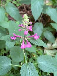 Image result for Ranunculus  cooleyae