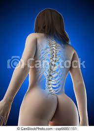Over 227,787 female back pictures to choose from, with no signup needed. 3d Rendered Medically Accurate Illustration Of A Females Skeletal Back Canstock