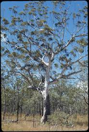 Image result for Eucalyptus cloeziana