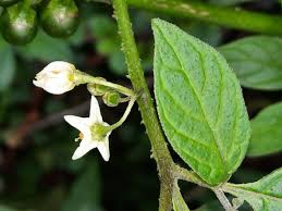 Image result for Solanum americanum