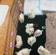 Profile for Dogs And Puppies For Adoption Near Joplin M0