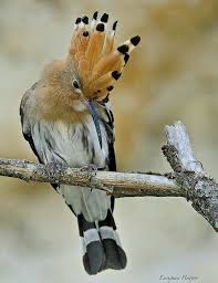 Pin By Glenda On Bird 2 Nature Birds Beautiful Birds Funny Birds