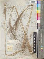 Image result for Aristida diffusa